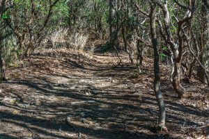 Bennett Gap and Coontree Loop on the Ridge