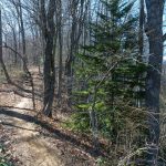 Solitary Red Spruce on the Coontree Loop/Bennett Gap Trail