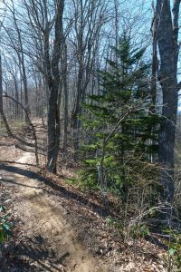 Solitary Red Spruce on the Coontree Loop/Bennett Gap Trail