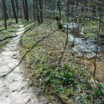 The Coontree Loop Trail and Creek