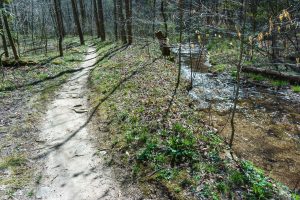The Coontree Loop Trail and Creek