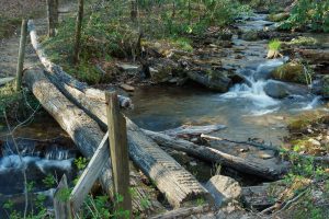 Coontree Creek in Early Spring