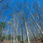 Early Spring Forest on the Coontree Loop Trail