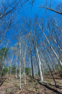 Early Spring Forest on the Coontree Loop Trail