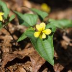 Halberdleaf Yellow Violet