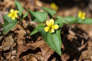 Halberdleaf Yellow Violet