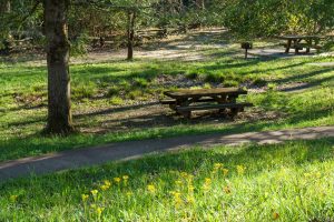 Coontree Picnic Area