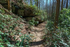 Rock Outcrop on the Coontree Loop Trail