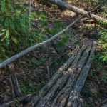 Bridge of Small Logs on the Coontree Loop Trail