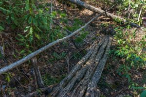 Bridge of Small Logs on the Coontree Loop Trail