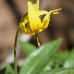 Yellow Trout Lily beside Coontree Loop Trail