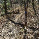 Coontree Loop Trail Sign at Bennett Gap