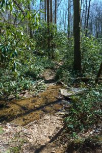 Rock Hop Crossing of Coontree Creek