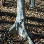 American Beech