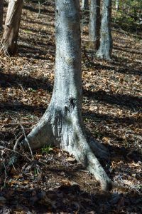 American Beech