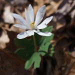 A white Bloodroot growing beside the Coontree Loop trail.