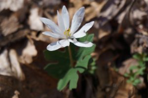 A white Bloodroot growing beside the Coontree Loop trail.