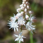 Foam Flower on the Coontree Loop Trail