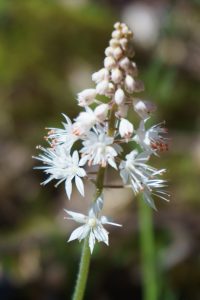 Foam Flower on the Coontree Loop Trail