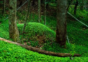 Small Hummock Coverred in Periwinkle