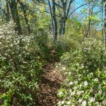 Carolina Rhododendron on Snooks Nose