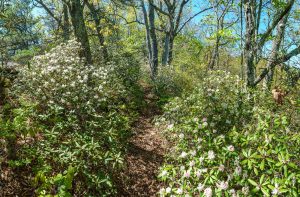 Carolina Rhododendron on Snooks Nose