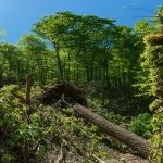 Blowdown on the Snooks Nose Trail