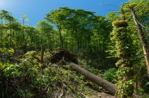 Blowdown on the Snooks Nose Trail