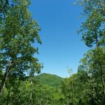 View from the Blowdown on the Snooks Nose Trail