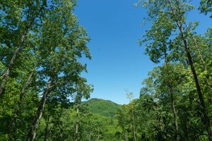 View from the Blowdown on the Snooks Nose Trail