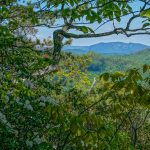 View Behind Carolina Rhododendron