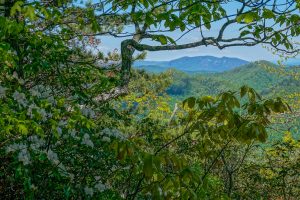 View Behind Carolina Rhododendron