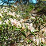 Carolina Rhododendron on Snooks Nose