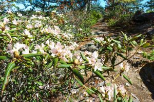 Carolina Rhododendron on Snooks Nose