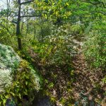 Lichen-Encrusted Rock on Snooks Nose