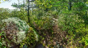 Lichen-Encrusted Rock on Snooks Nose