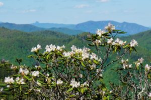 view of Linville Gorge from Snooks Nose