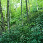 Lush Forest on the Snook's Nose Trail