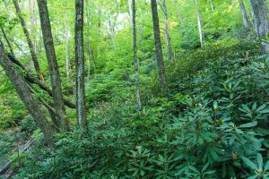 Lush Forest on the Snook's Nose Trail