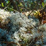 Reindeer Lichen on Snooks Nose