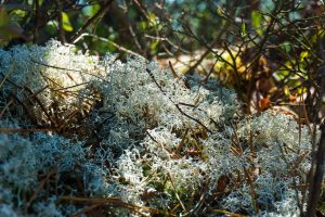 Reindeer Lichen on Snooks Nose