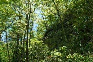 Rock Outcrop Beside the Snooks Nose Trail