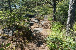 Rocky Ridgeline on Snooks Nose