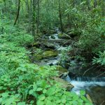 Slick Falls Branch