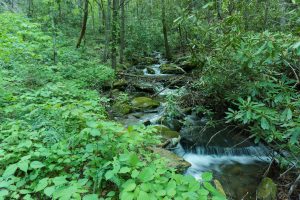 Slick Falls Branch