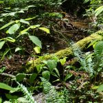 Crossing a Small Stream on the Snooks Nose Trail