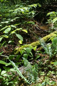 Crossing a Small Stream on the Snooks Nose Trail