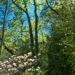 Spring Green and Rhododendron on the Snooks Nose Trail