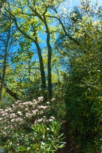 Spring Green and Rhododendron on the Snooks Nose Trail