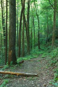 Snooks Nose Trail through the Cove